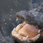 alligator en everglades Florida