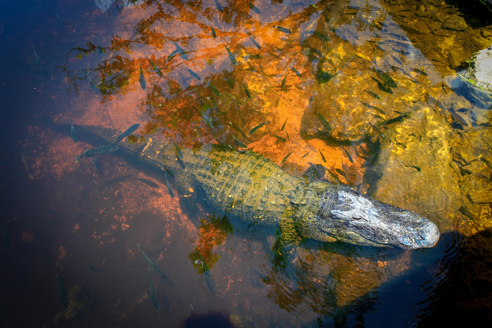 Alligator Everglades 