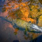 Alligator Everglades 