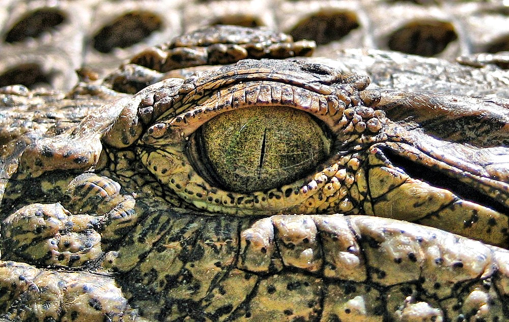 Alligator Eye