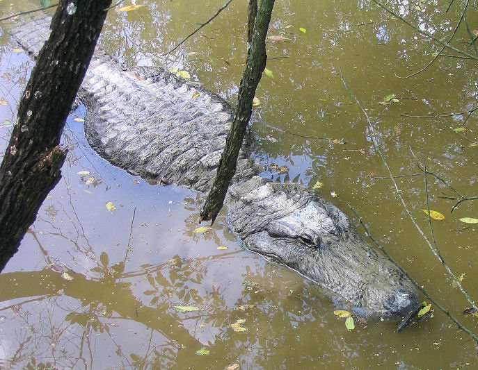 Alligator