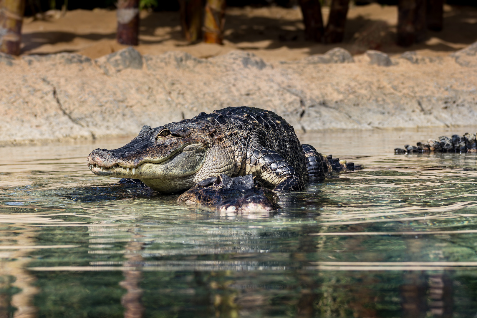 Alligator