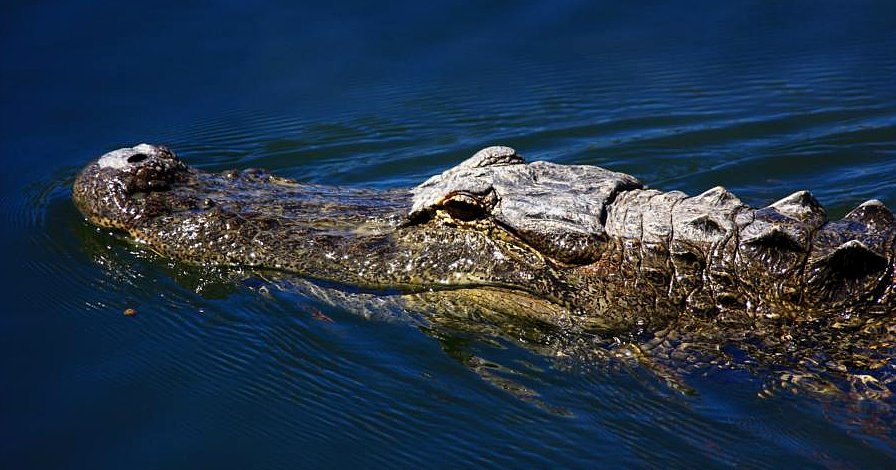 Alligator