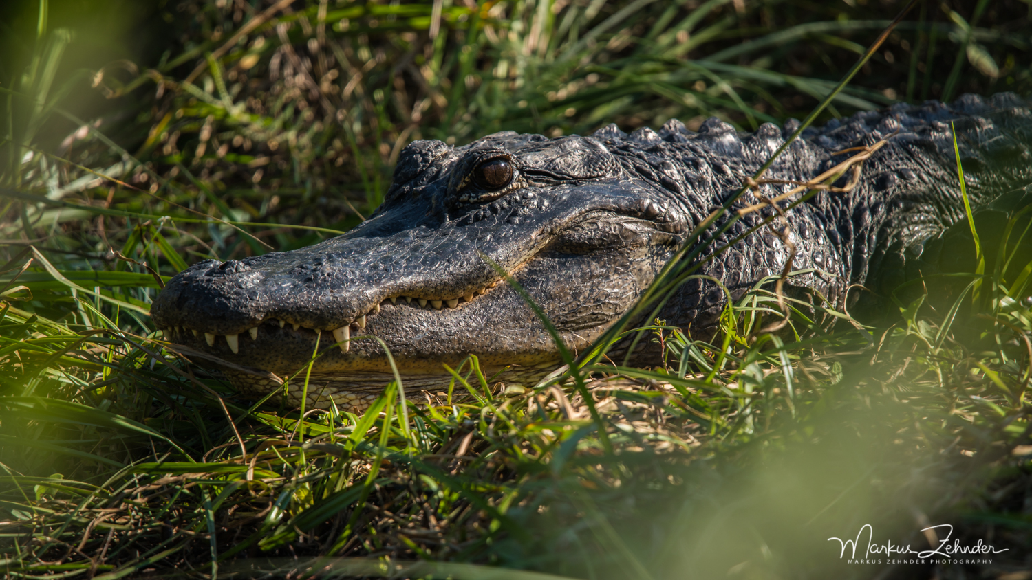 Alligator Florida 17