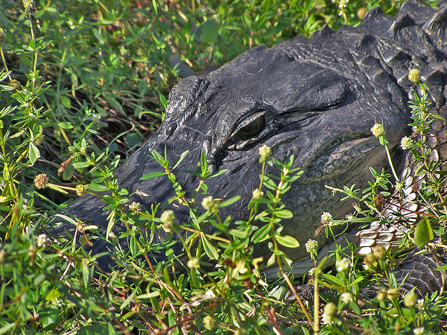 Alligator (Florida)