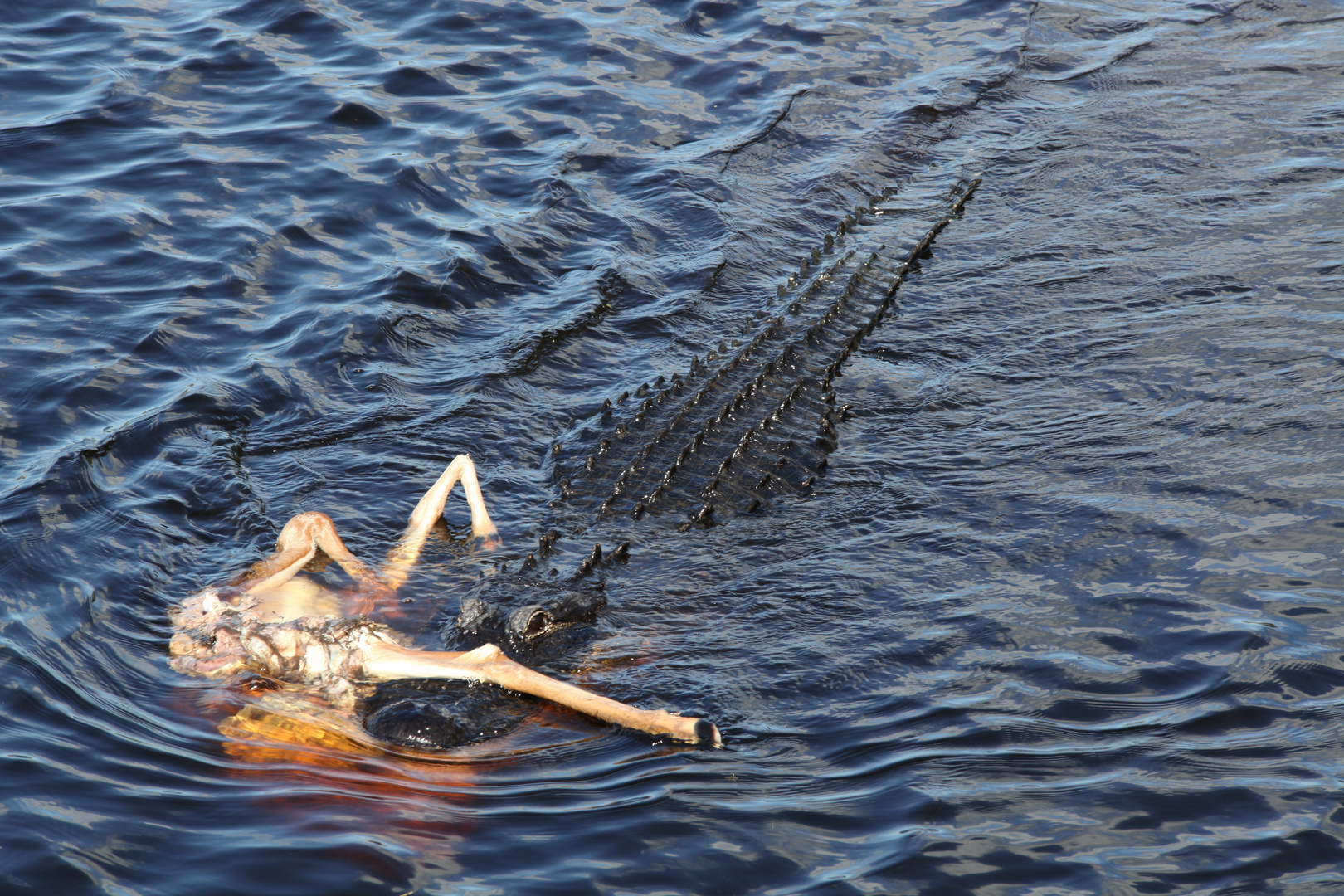 Alligator frisst Hirsch