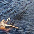 Alligator frisst Hirsch