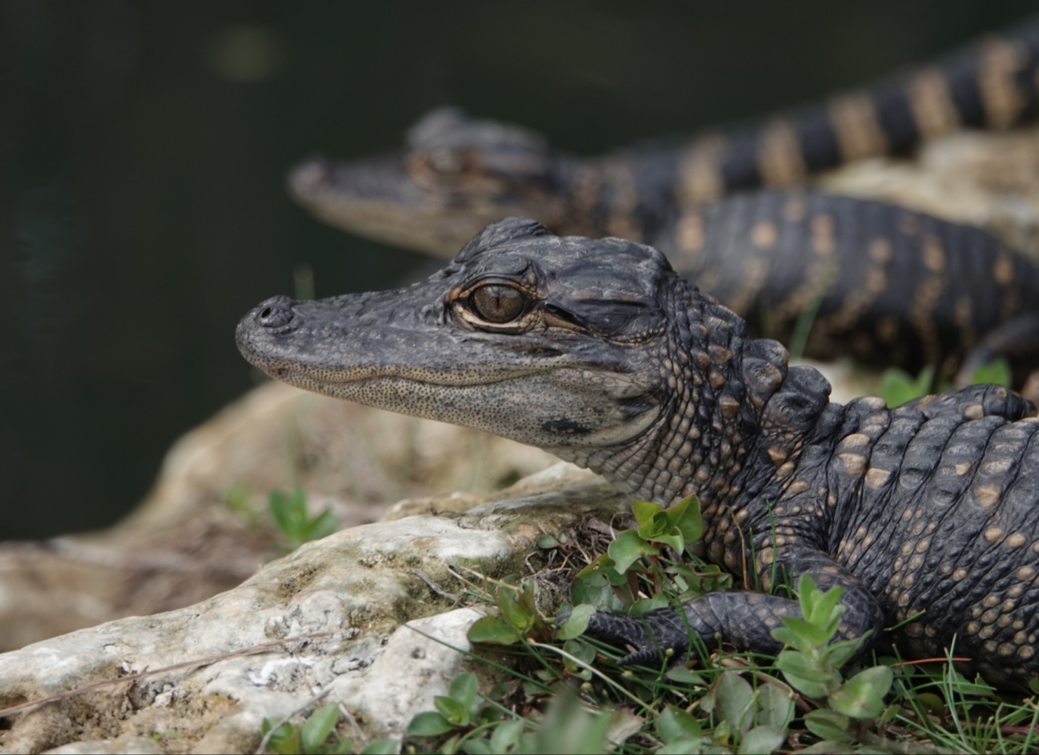 Alligator Geschwister