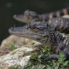 Alligator Geschwister