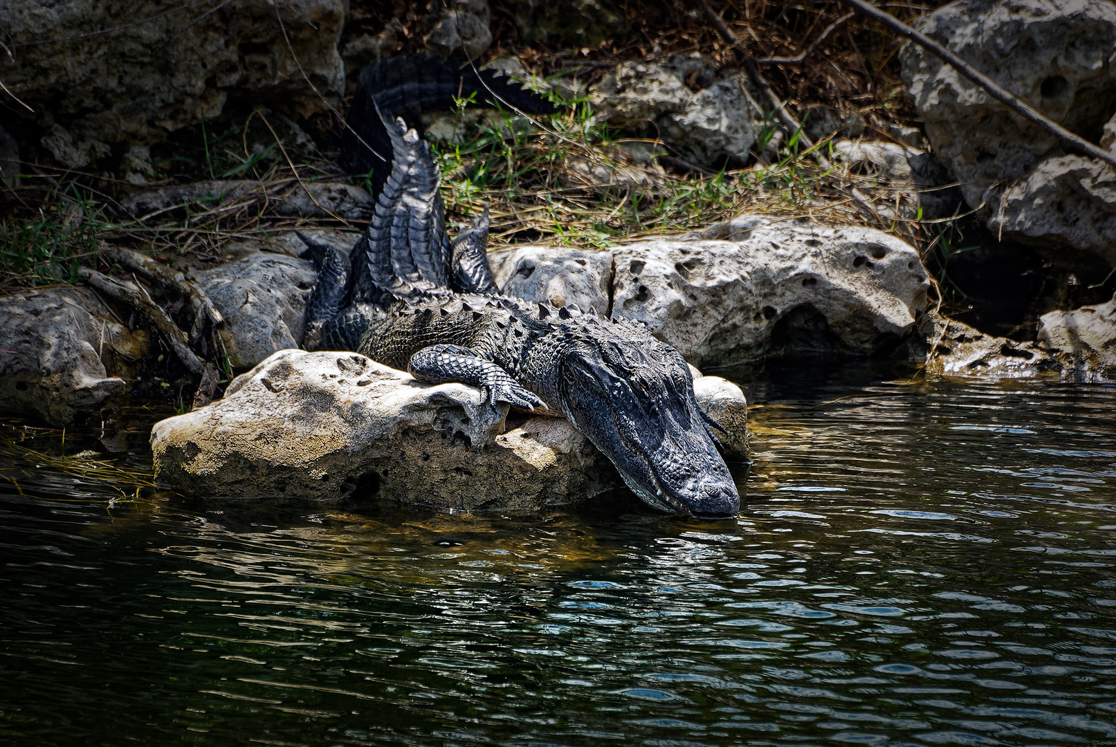 Alligator hanging around