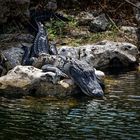 Alligator hanging around