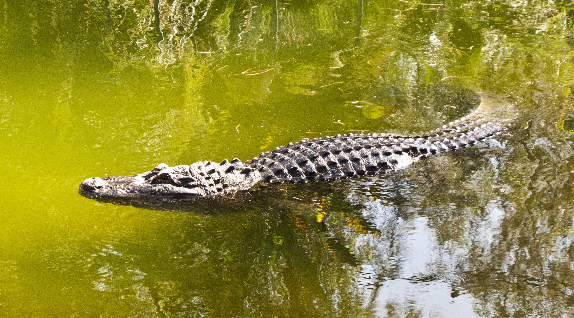 Alligator im Algenwasser