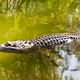 Alligator im Algenwasser