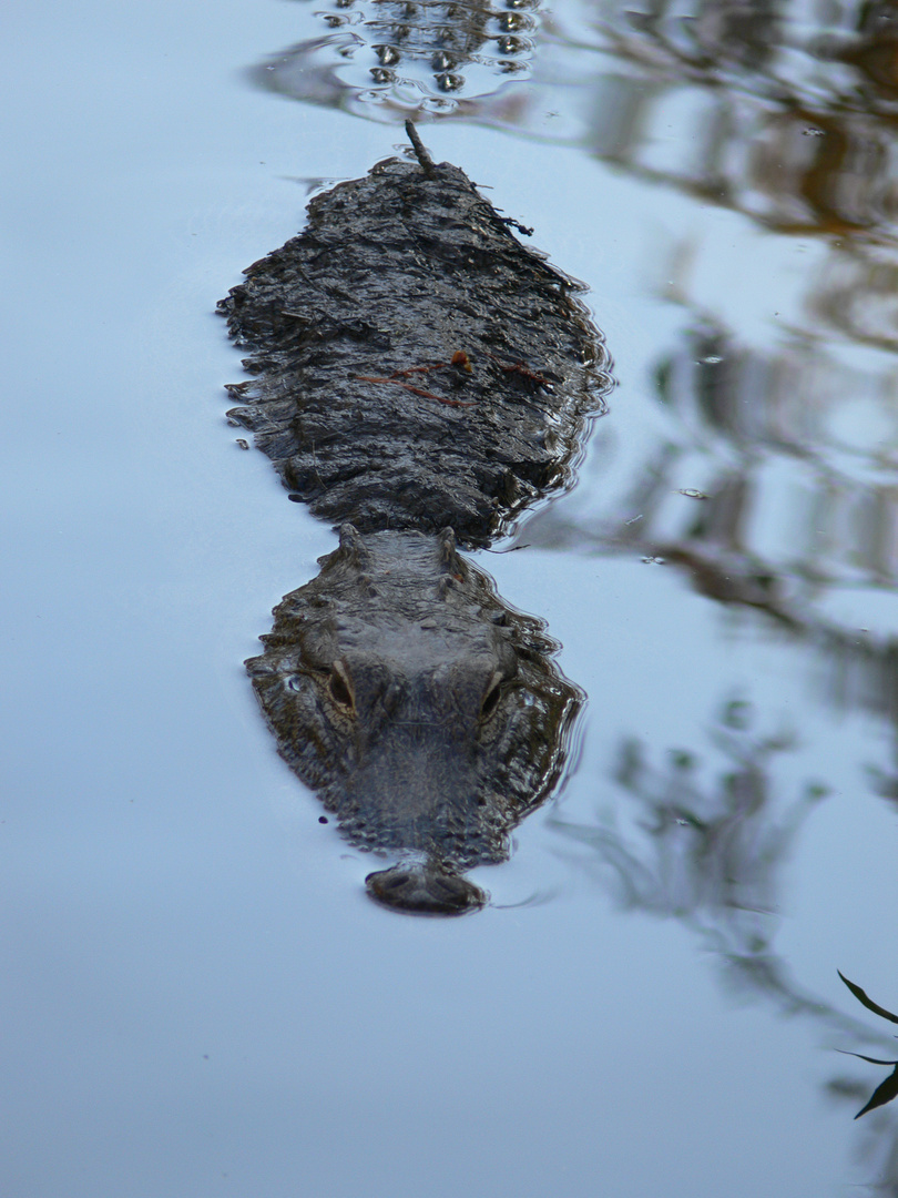 Alligator im Cypress Lake