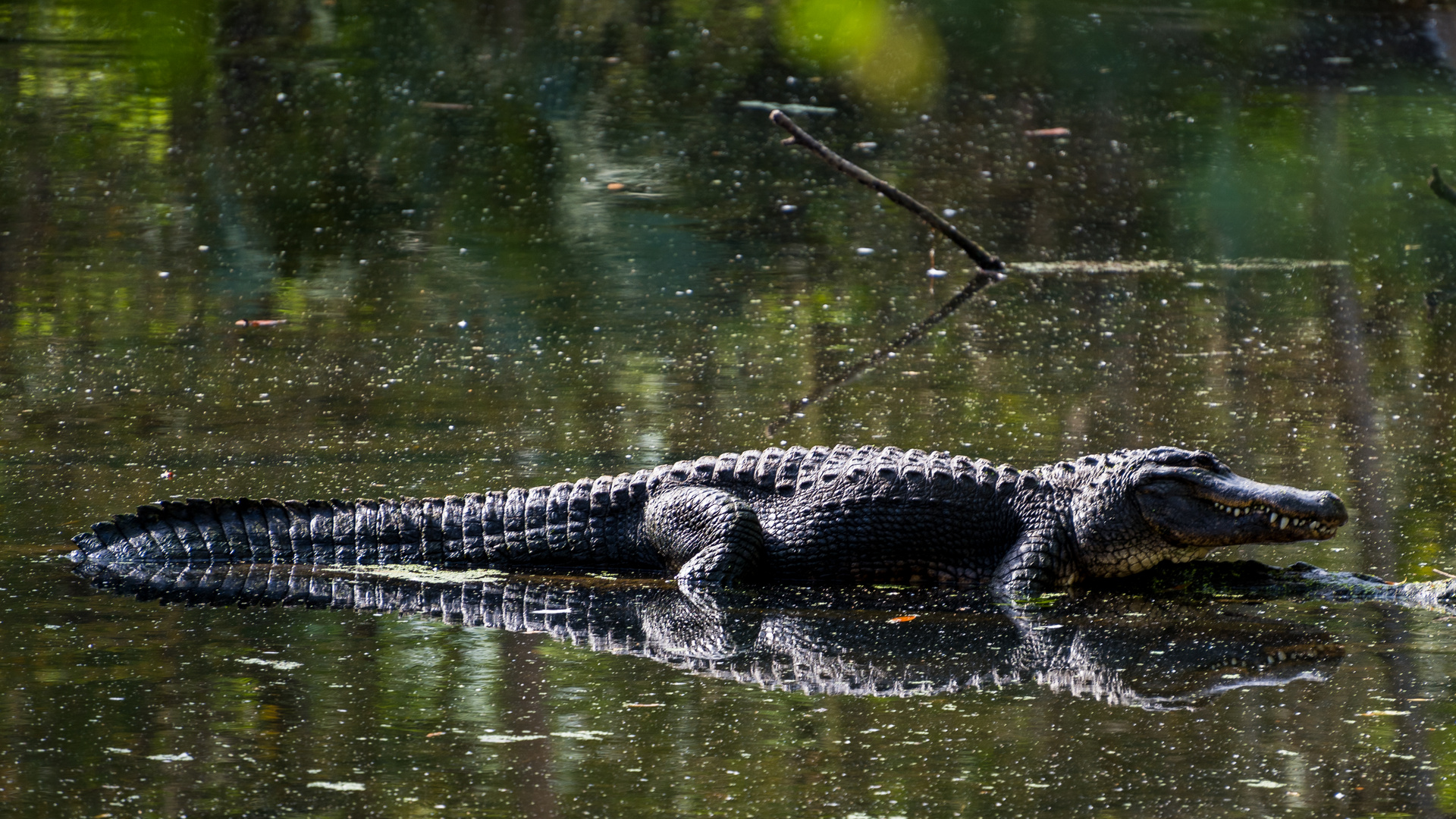 Alligator im Everglades Nationalpark (Florida)