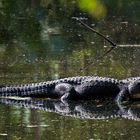 Alligator im Everglades Nationalpark (Florida)