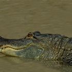 Alligator im Loro Park_Teneriffa, 