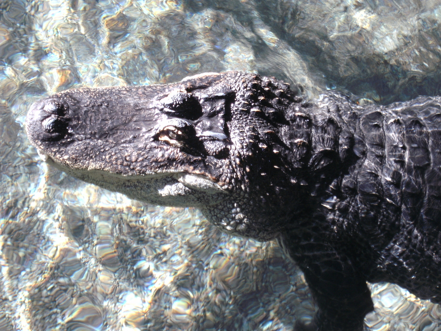 Alligator im Meeres Aquarium Zella-Mehlis