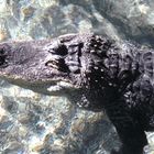 Alligator im Meeres Aquarium Zella-Mehlis