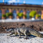 Alligator im Schloss Weilburg