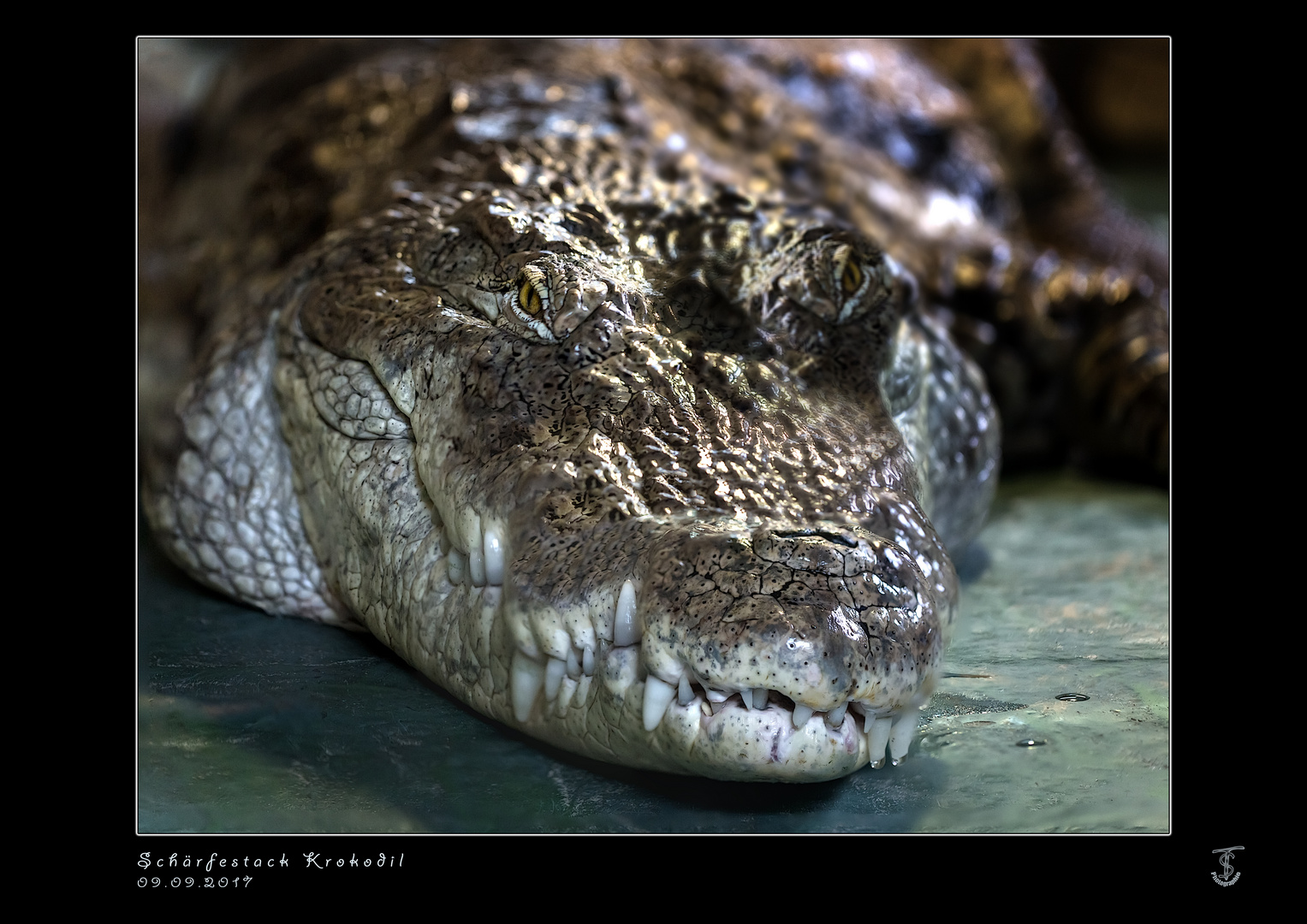 Alligator im Terrazoo Rheinberg