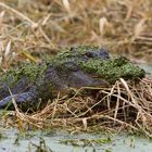 Alligator in Camouflage