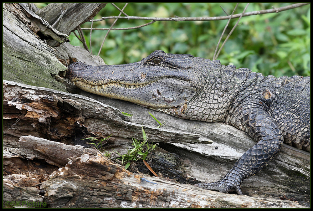 Alligator in den Bayous