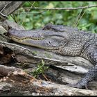 Alligator in den Bayous