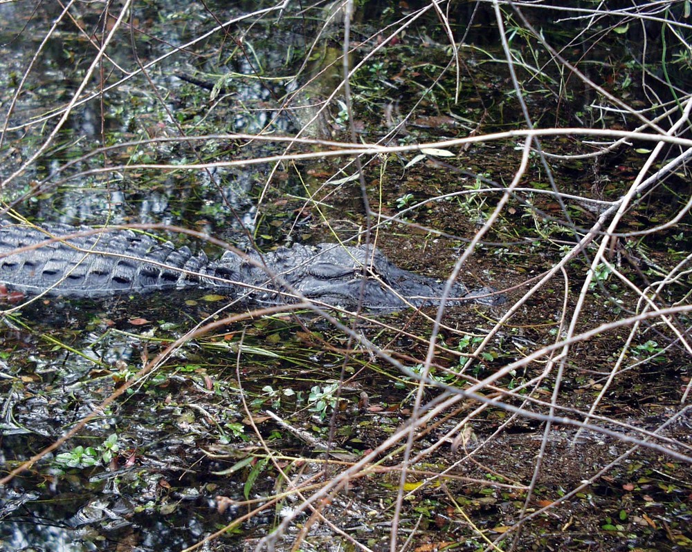 Alligator in den Everglades