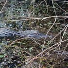 Alligator in den Everglades