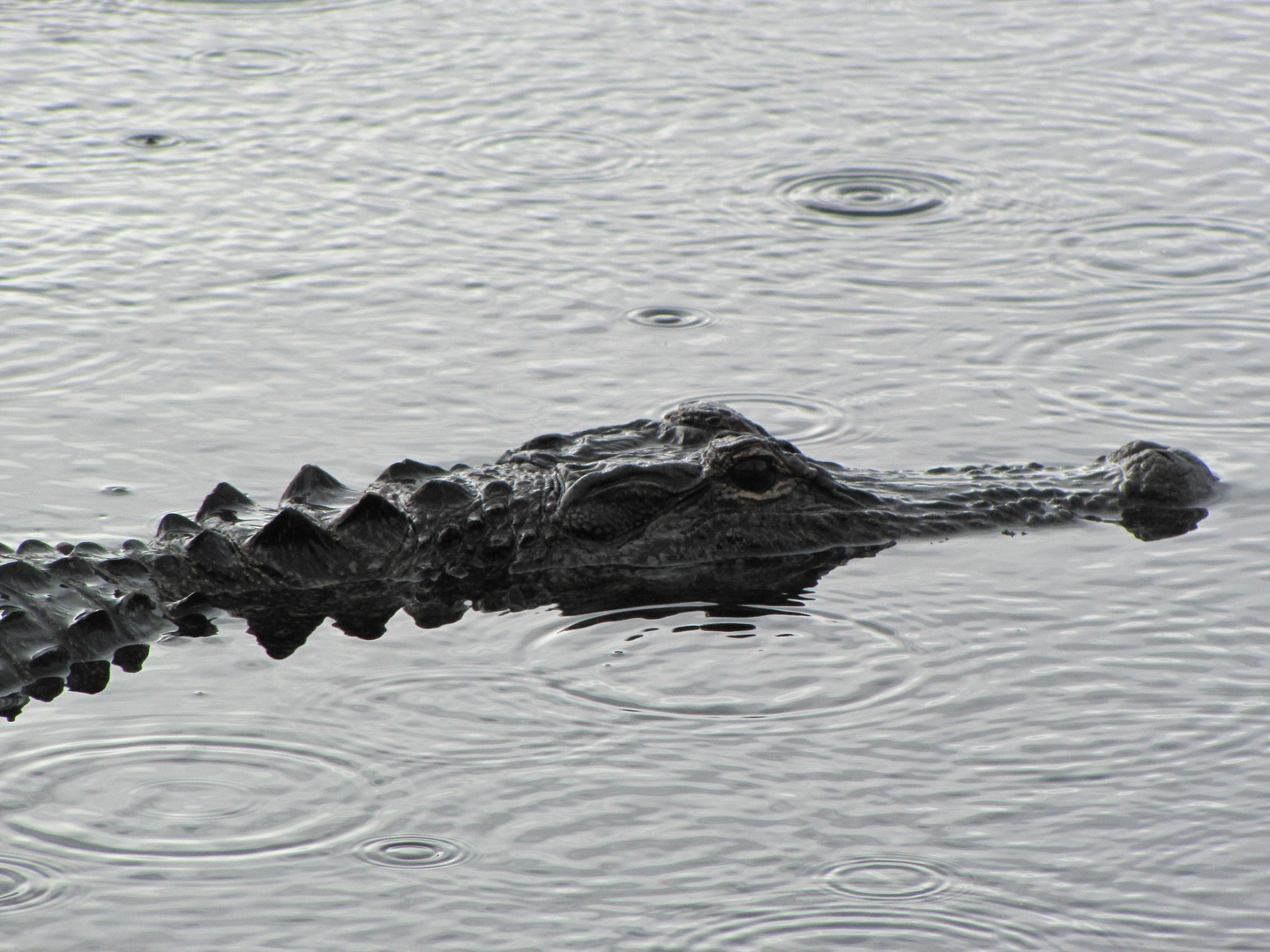 Alligator in den Everglades