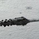 Alligator in den Everglades