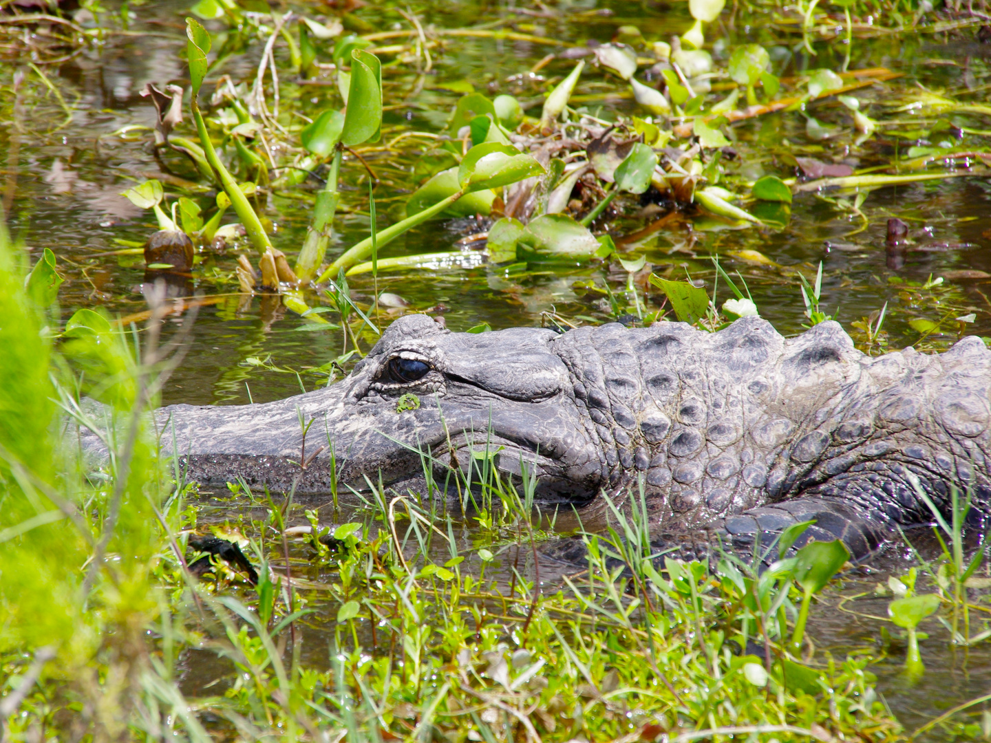 Alligator in den Everglades