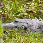 Alligator in den Everglades