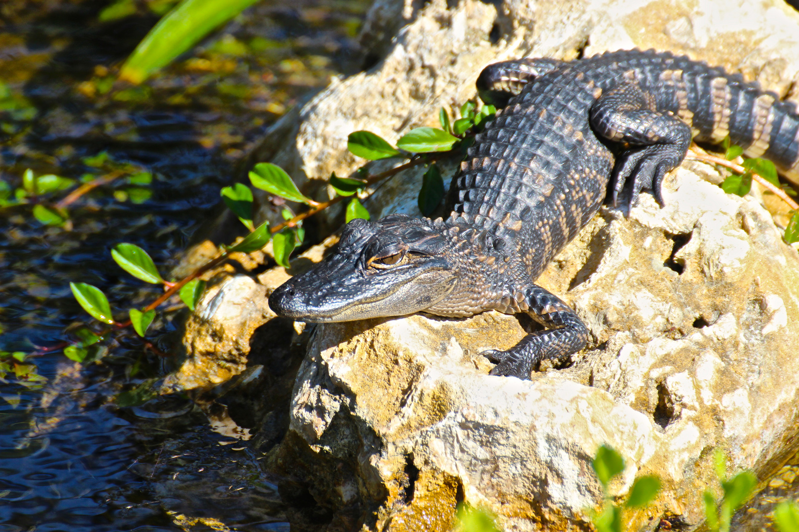 Alligator in den Everglades