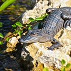 Alligator in den Everglades