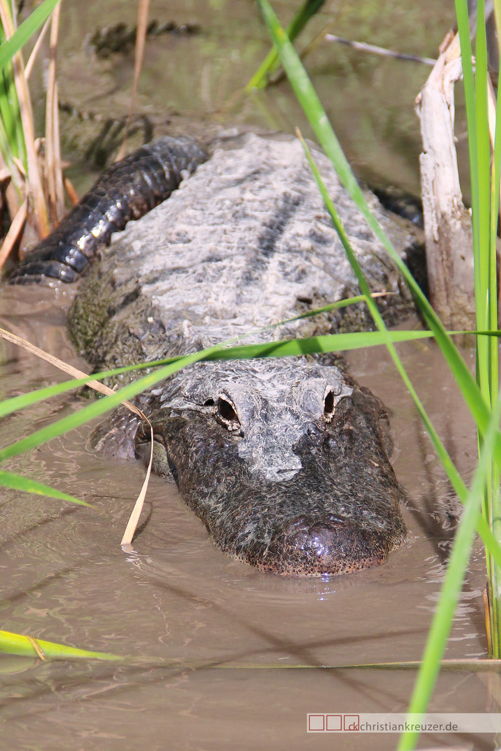 Alligator in den Everglades