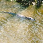 Alligator in den Everglades