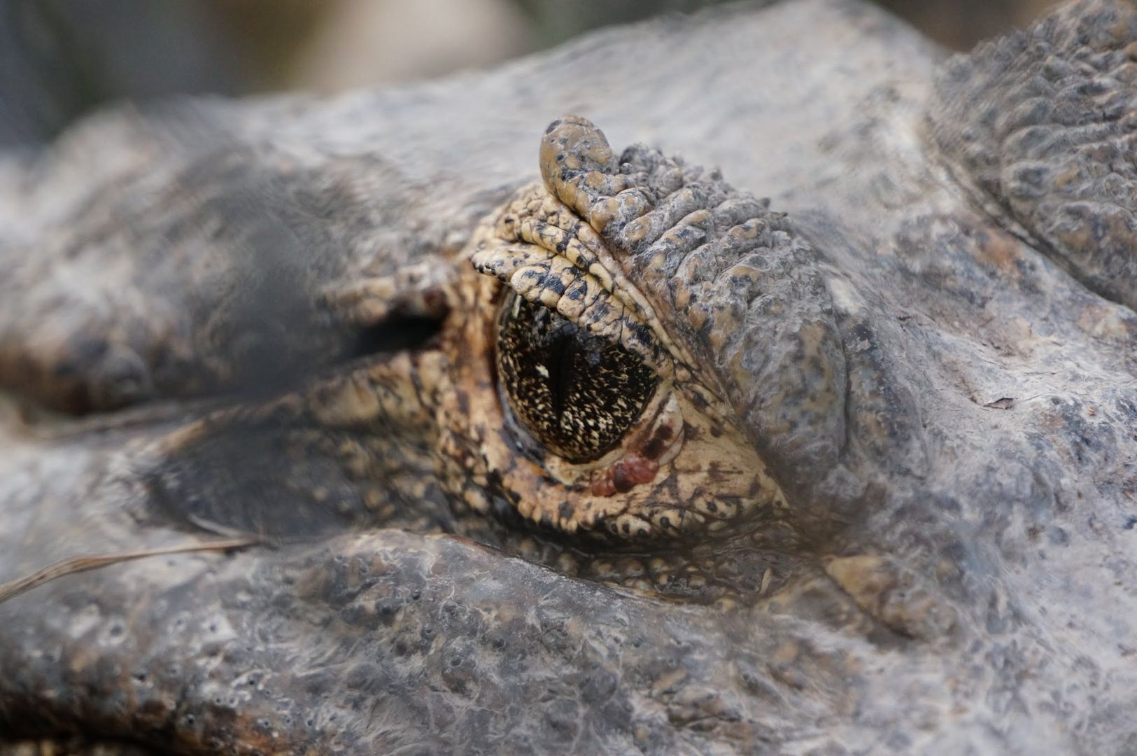 Alligator in den Everglades