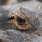 Alligator in den Everglades