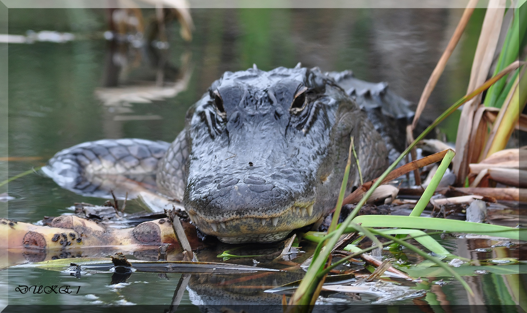 Alligator in den Everglades Florida .