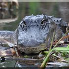 Alligator in den Everglades Florida .