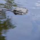 Alligator in Florida