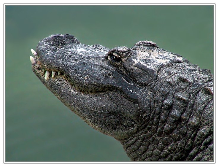 Alligator in Florida. Raubtier