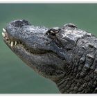 Alligator in Florida. Raubtier