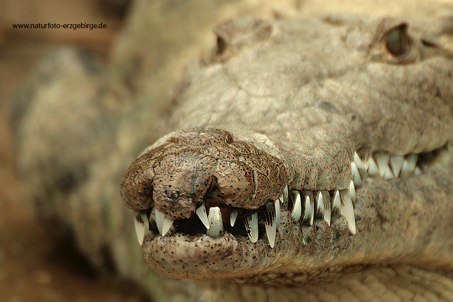 Alligator in Mexico