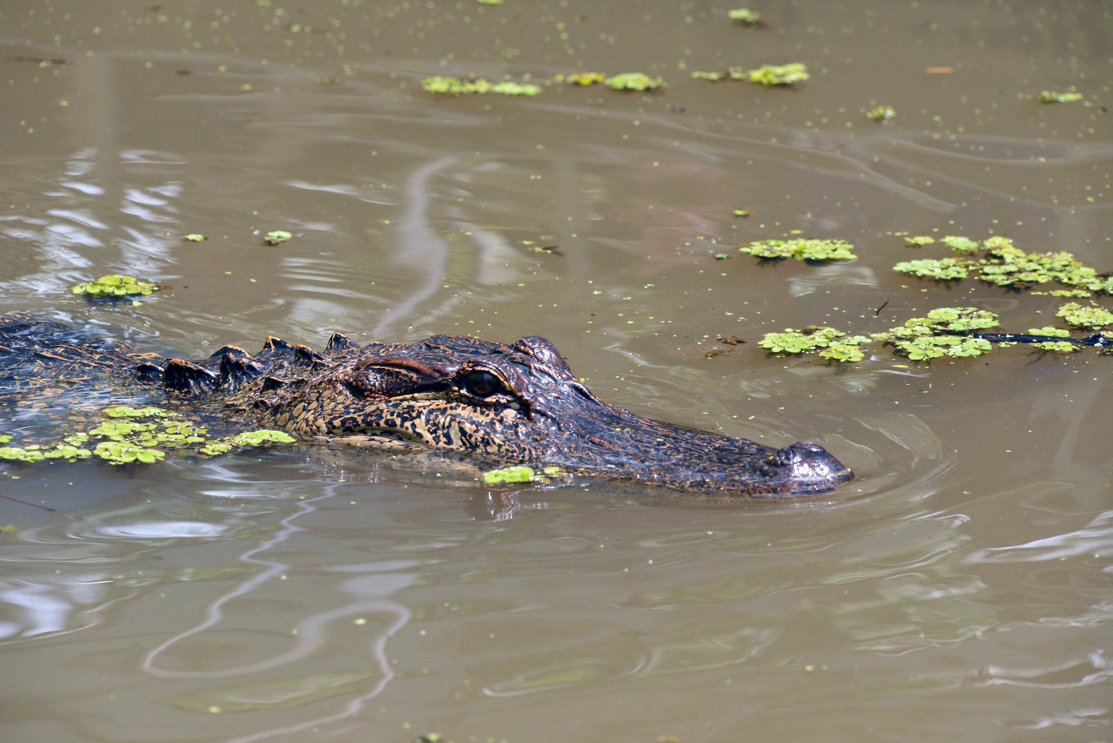 Alligator in Swamp