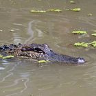 Alligator in Swamp