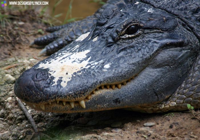 Alligator In Texas