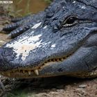 Alligator In Texas